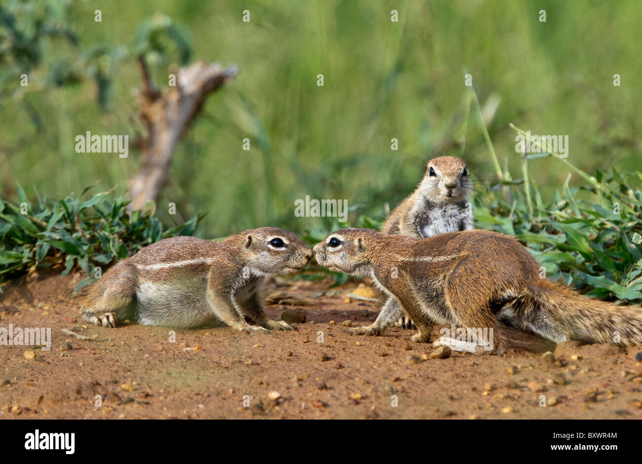 Kap-Erdhörnchen (Xerus Inauris) Nasen berühren, während ein anderer, Madikwe Wildreservat, Südafrika sieht Stockfoto
