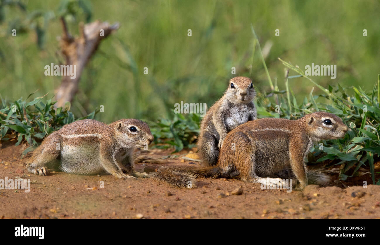 Cape Boden Eichhörnchen (Xerus Inauris) in Madikwe Wildreservat in Südafrika Stockfoto