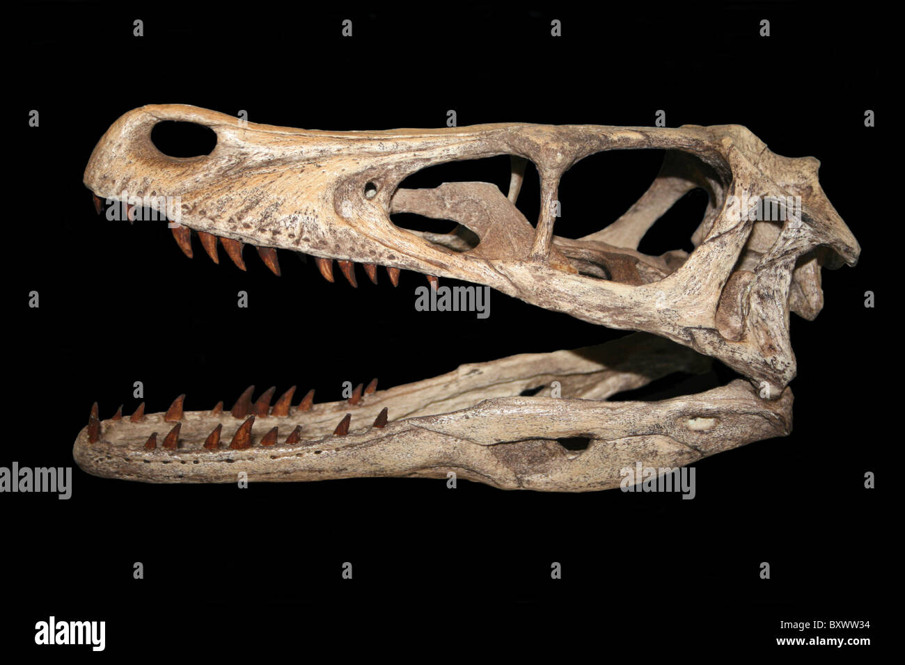 Replik von A Velociraptor Mongoliensis Schädel, ein Dinosaurier wurde Stockfoto
