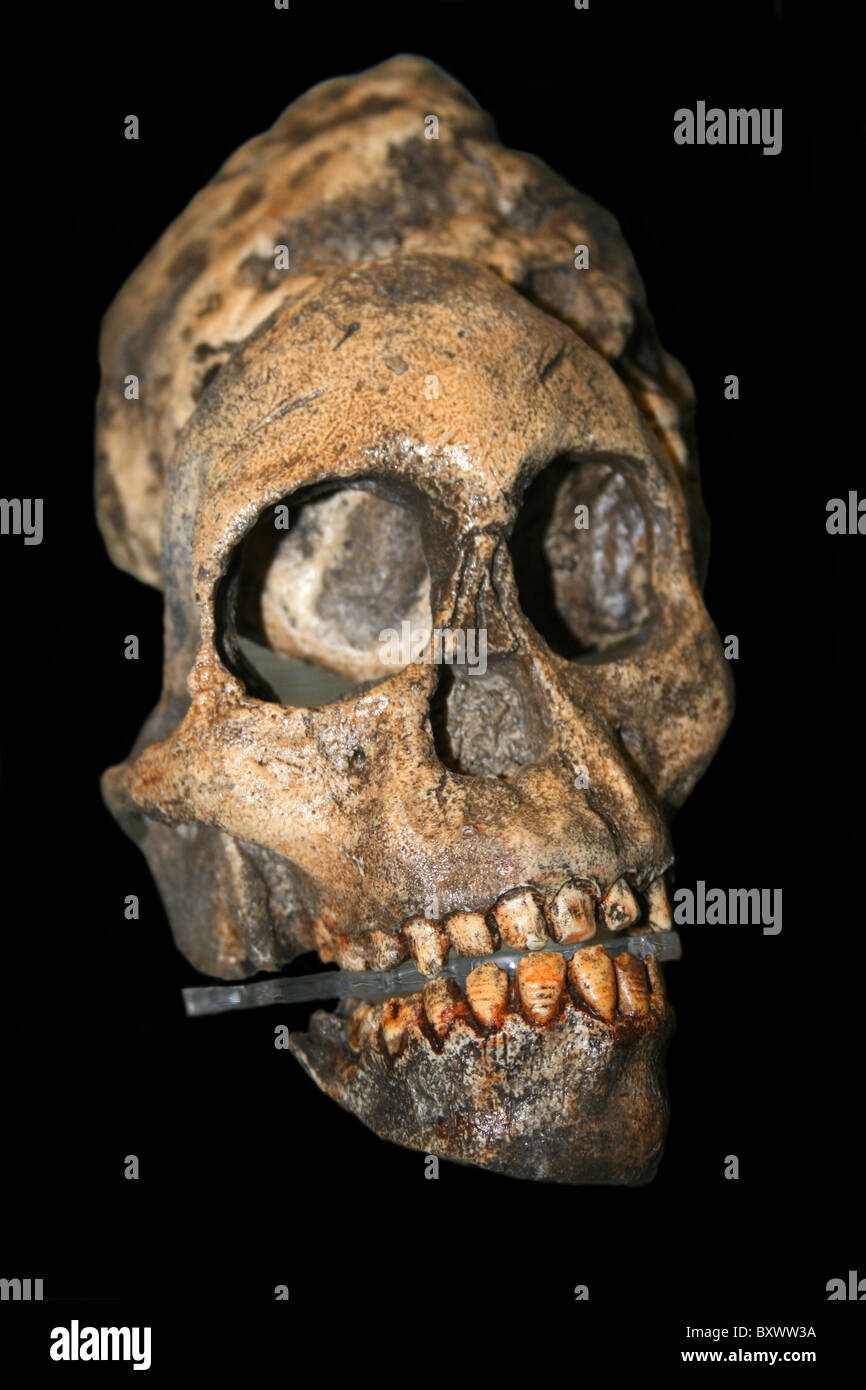 Replikat Schädel der frühen Hominiden Australopithecus africanus Stockfoto