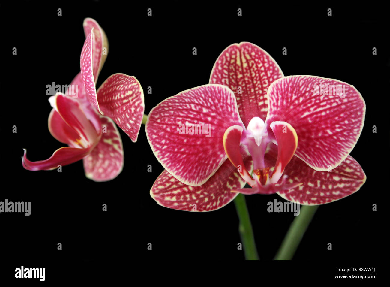 Rote Motte Orchidee Phalaenopsis Blume Stockfotografie Alamy