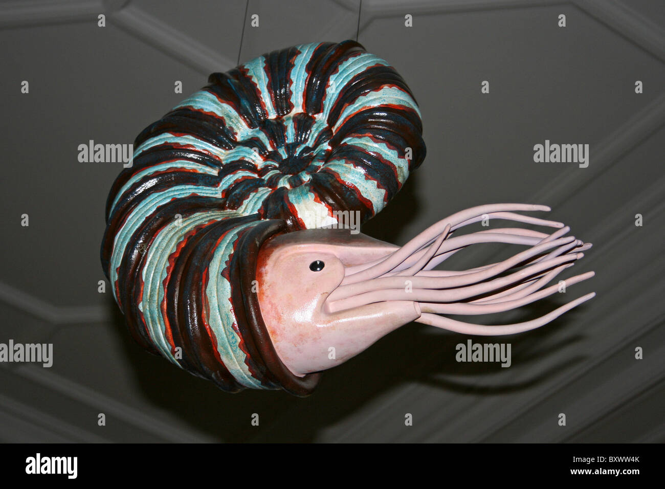 Modell Ammoniten Stockfoto