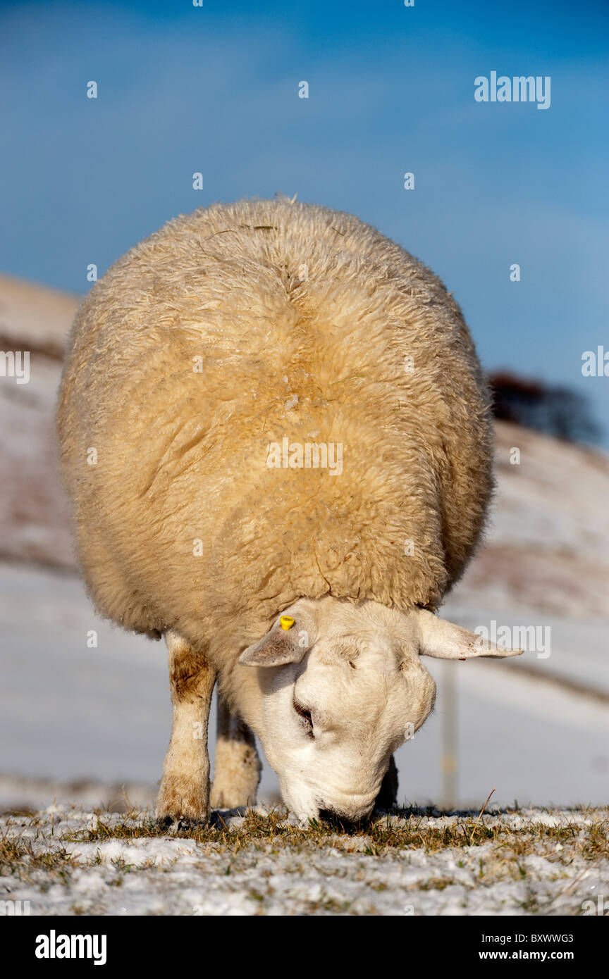 Texel Widder Weiden im Schnee. Stockfoto