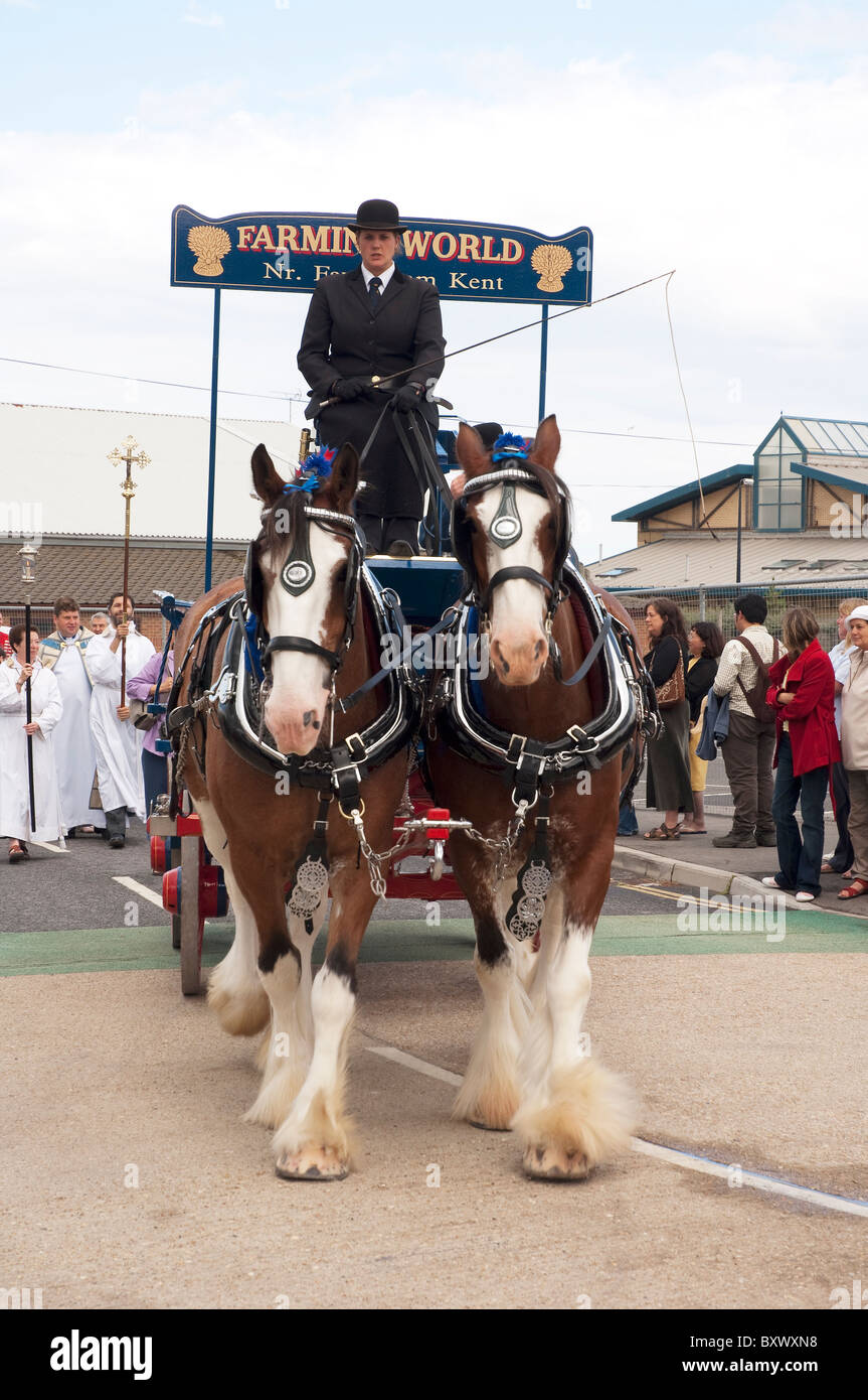Shire Horse ziehen einen Blockwagen in Whitstable Oyster festival Stockfoto