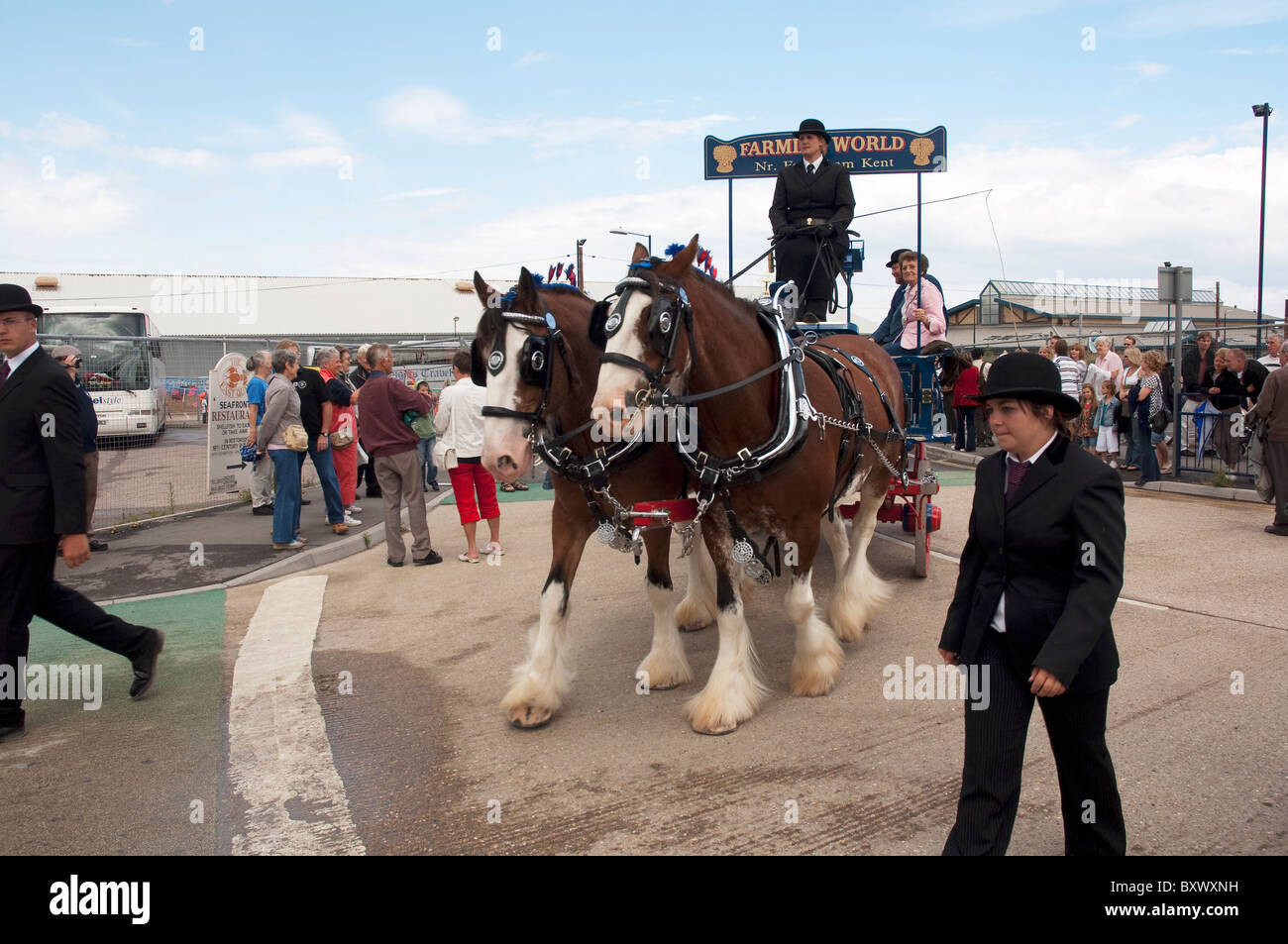 Shire Horse ziehen einen Blockwagen in Whitstable Oyster festival Stockfoto