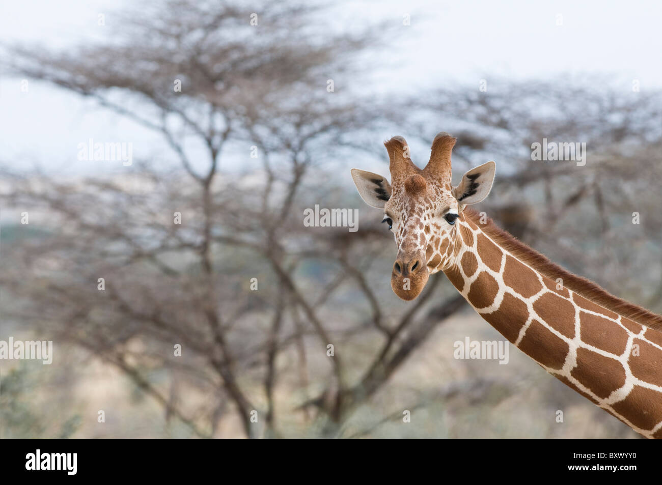 Netzartige Giraffe (Giraffa Plancius Reticulata) Erwachsenen Stier in Nahaufnahme-Samburu National Reserve, Kenia, Afrika Stockfoto