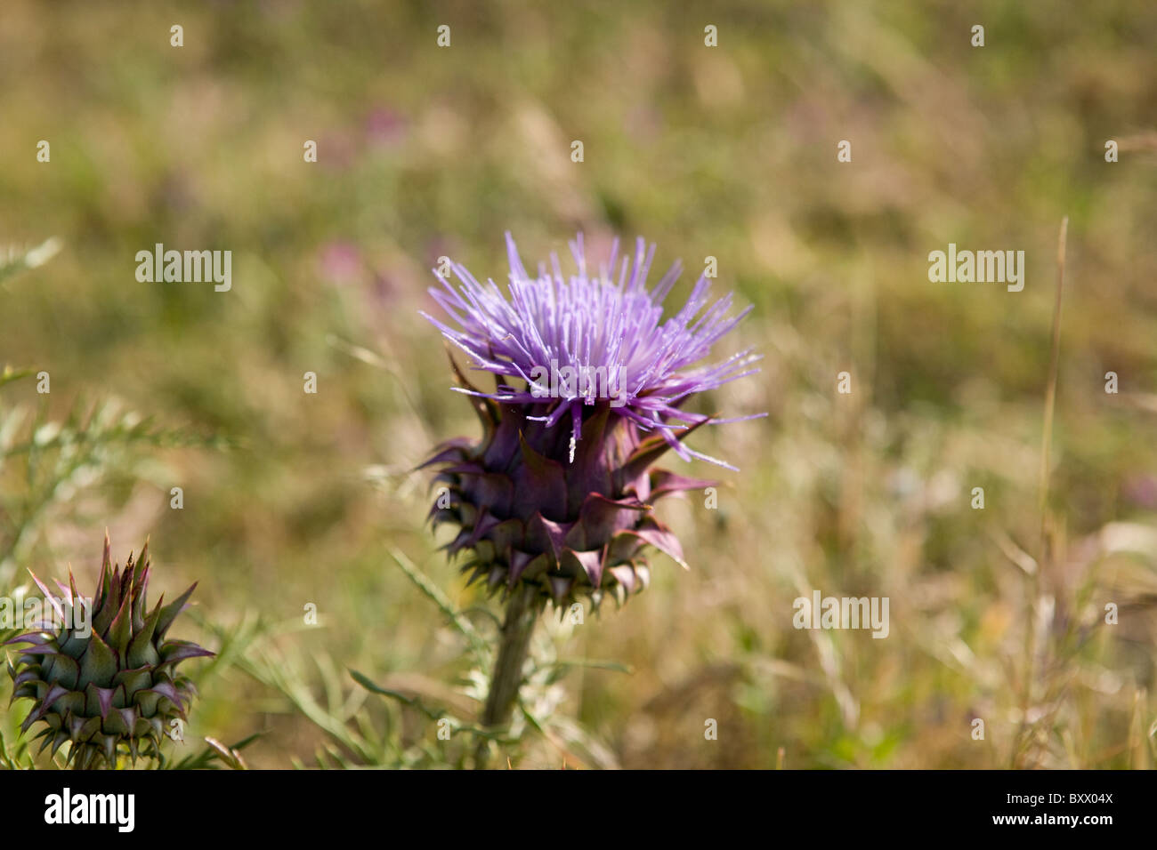 Disteln, eine Blume Stockfoto