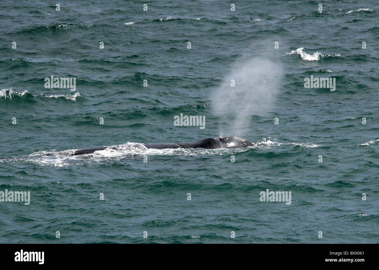 Southern Right Whale Kuh, Eubalaena Australis, Balaenidae. Hermanus, Südafrika. Stockfoto
