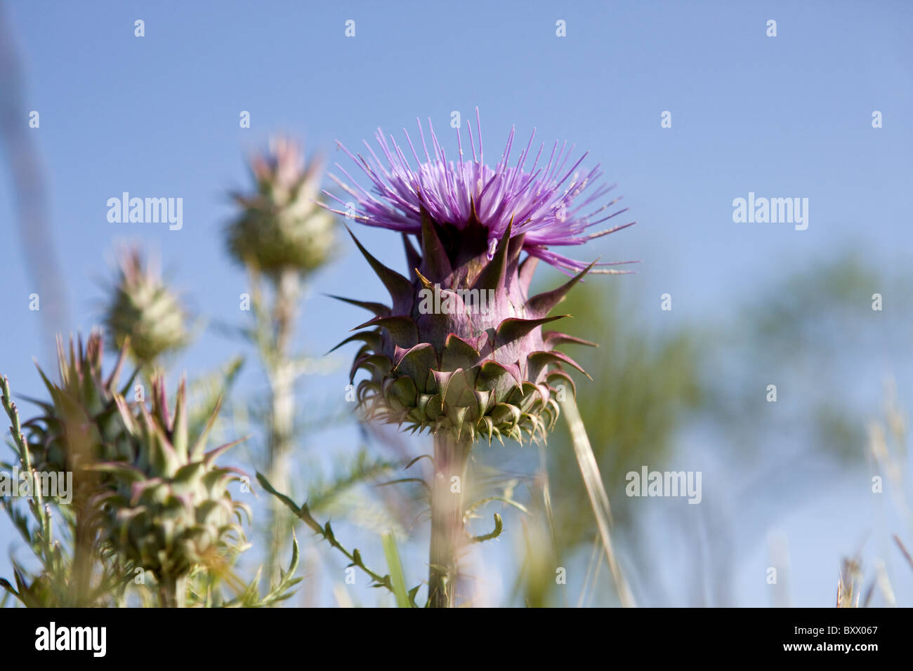 Disteln, eine Blume Stockfoto