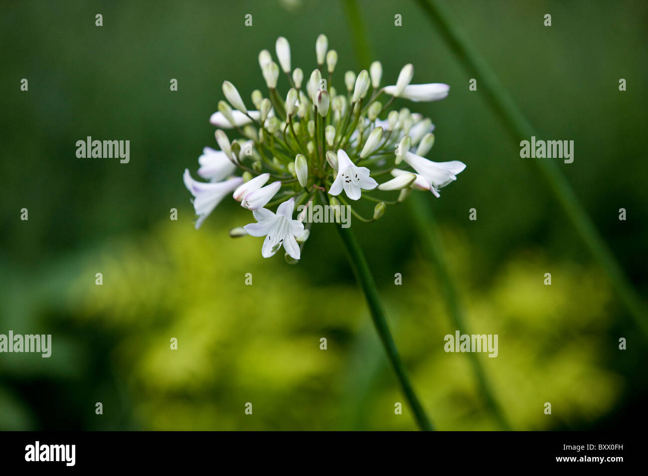 Weiße Agapanthus Blüten Stockfoto