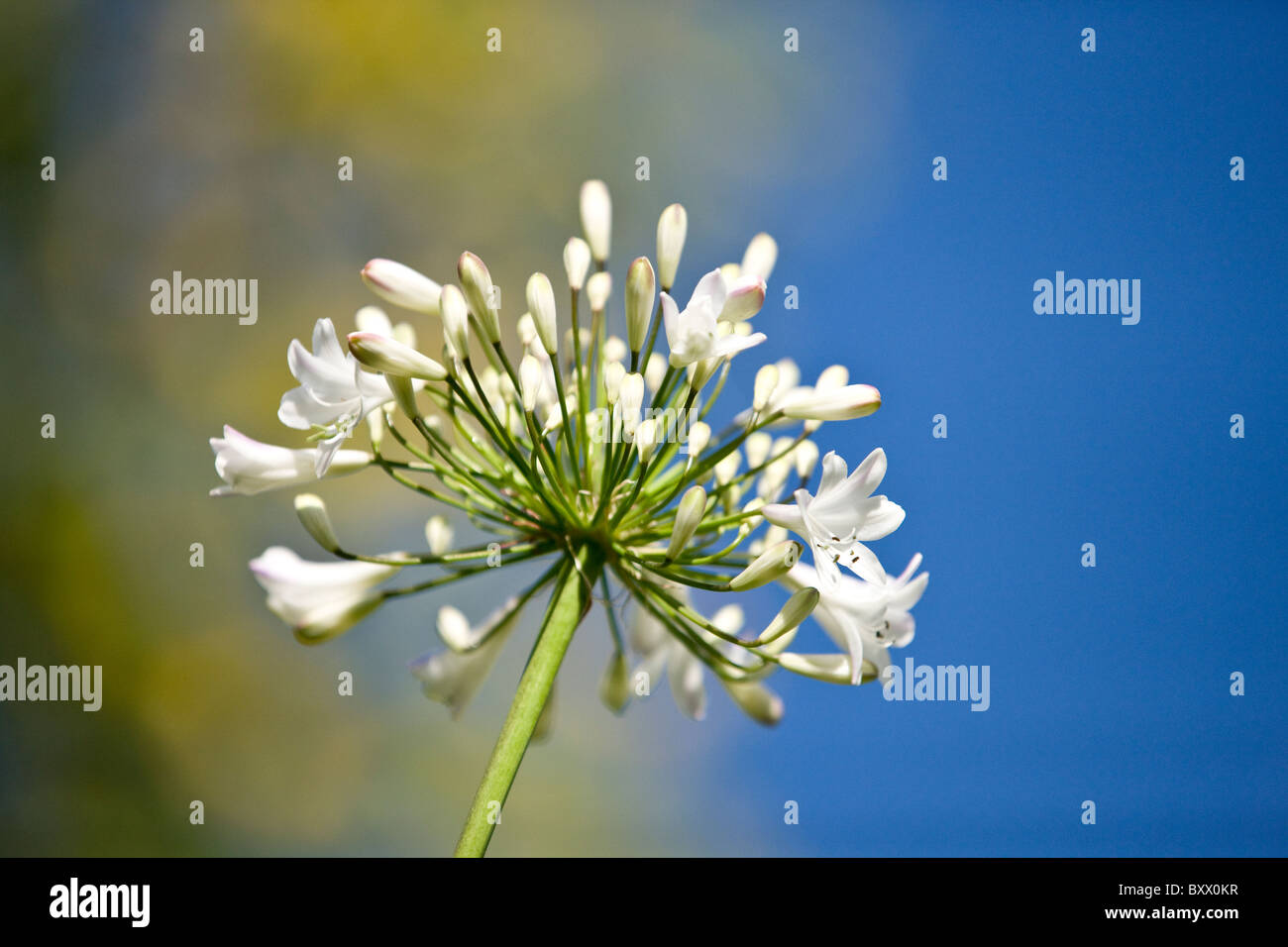 Weiße Agapanthus Blüten Stockfoto