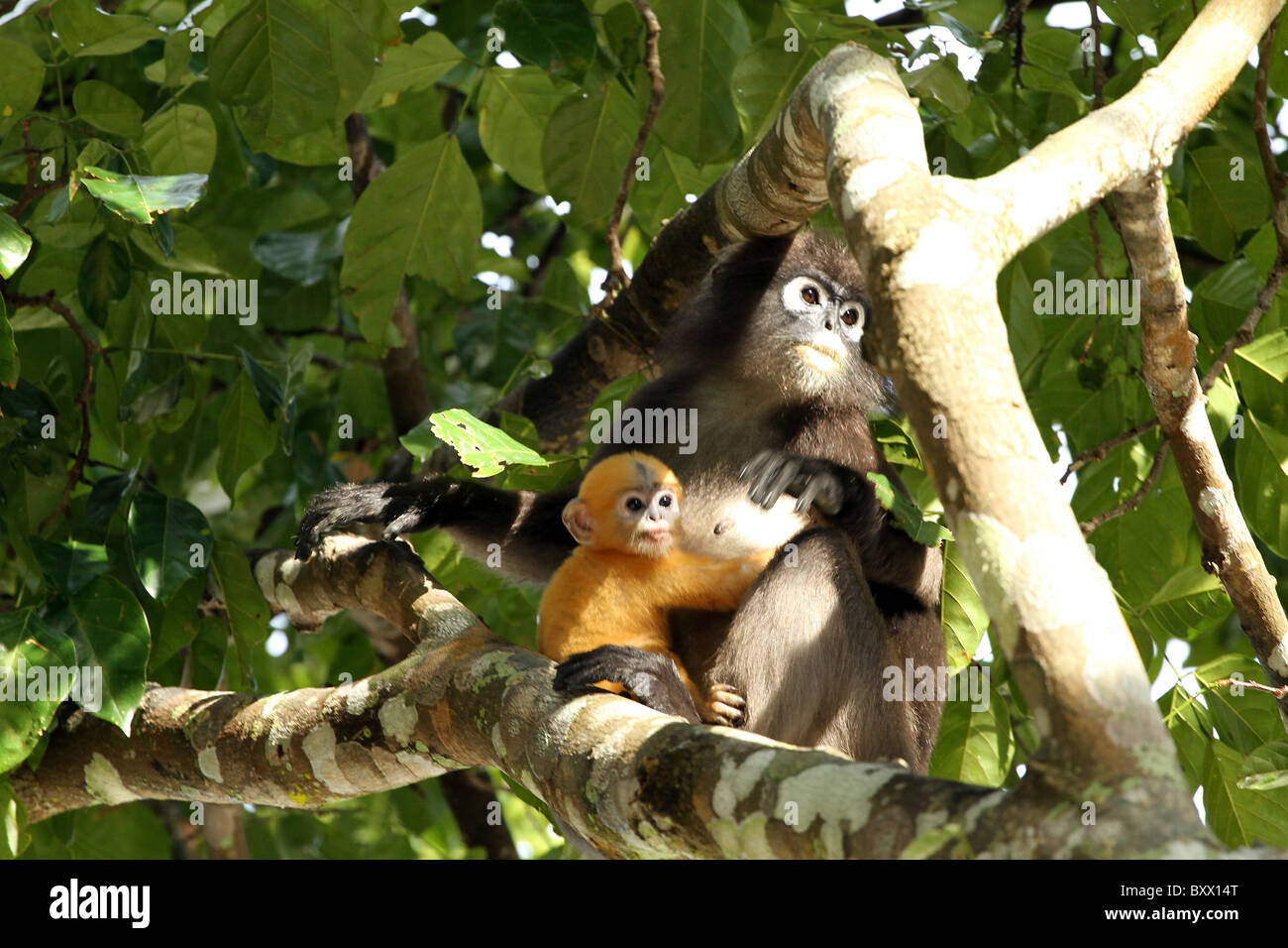Staubige Blatt, Affe. Gibbon-Familie. Langkawi, Malaysia, 2010 Stockfoto