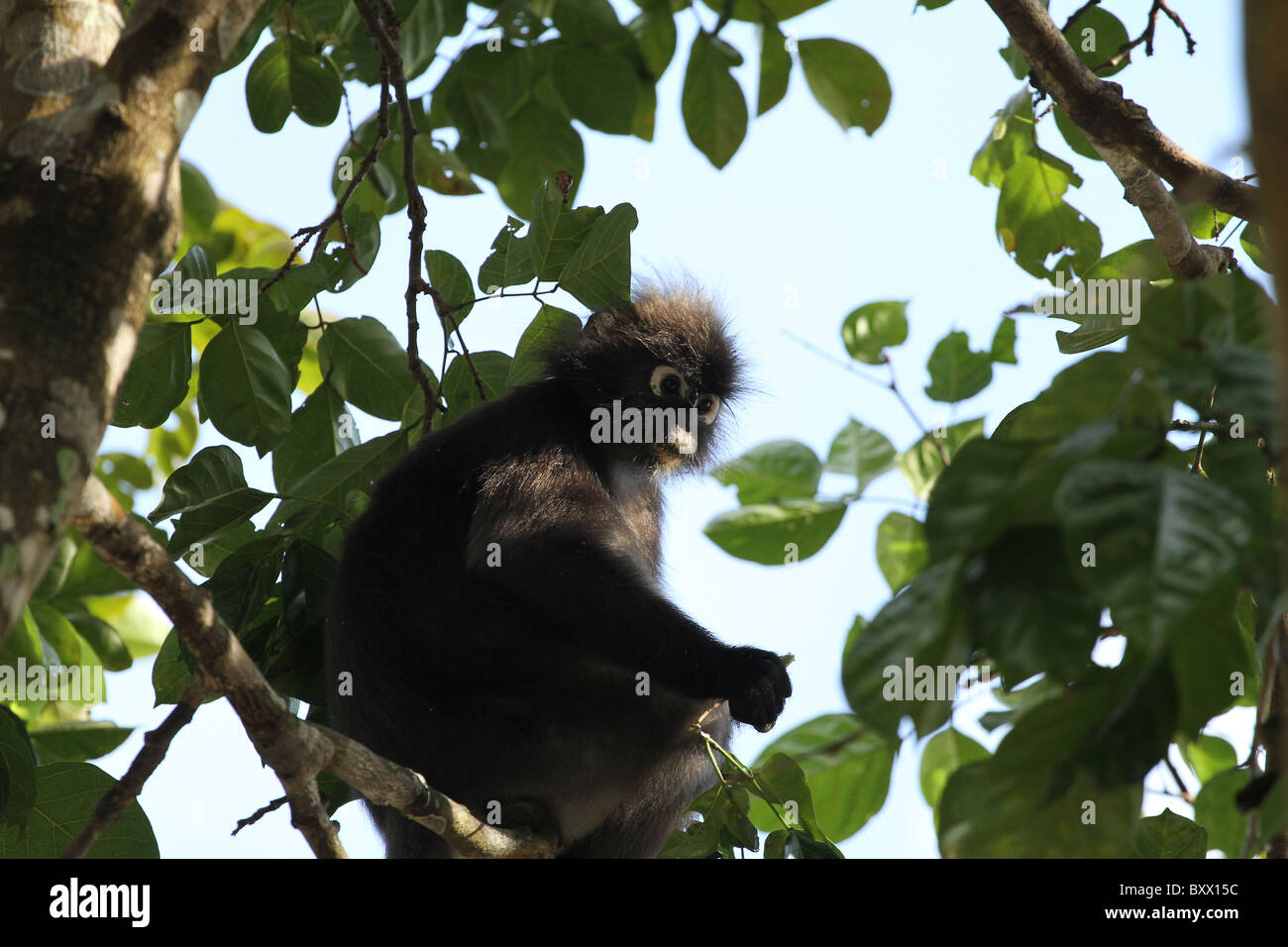 Staubige Blatt, Affe. Gibbon-Familie. Langkawi, Malaysia, 2010 Stockfoto