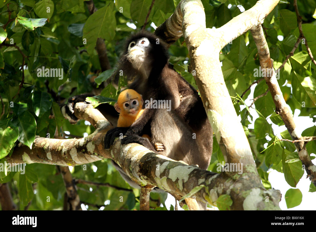 Staubige Blatt, Affe. Gibbon-Familie. Langkawi, Malaysia, 2010 Stockfoto