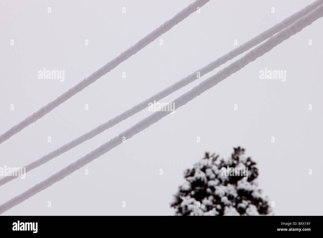 Starker Schneefall beschweren telegraph Kabel unter Loughrigg Ambleside im Lake District, UK. Stockfoto