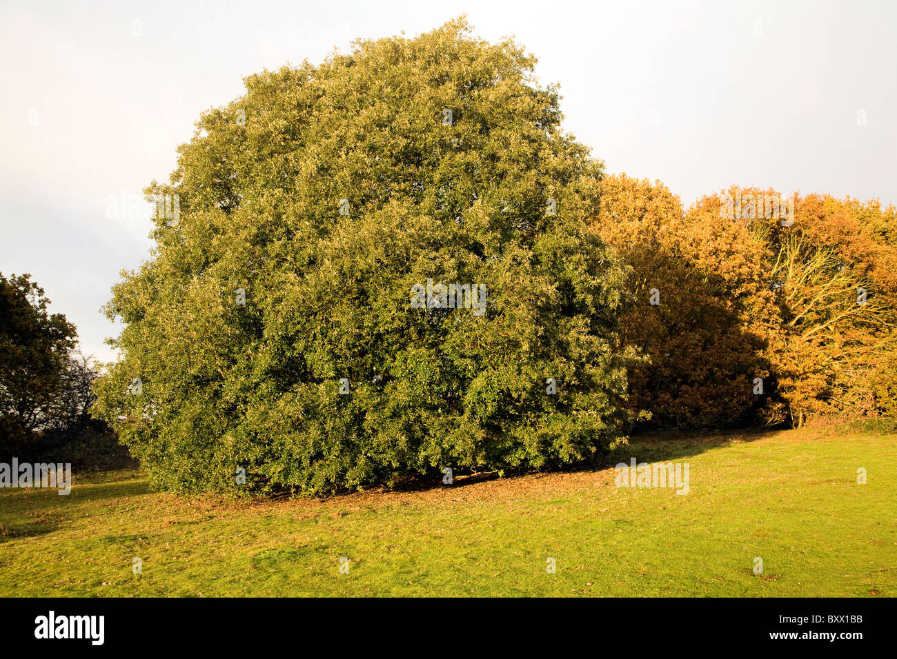 Immergrüne Steineiche Baum Winter Shottisham, Suffolk, England Stockfoto