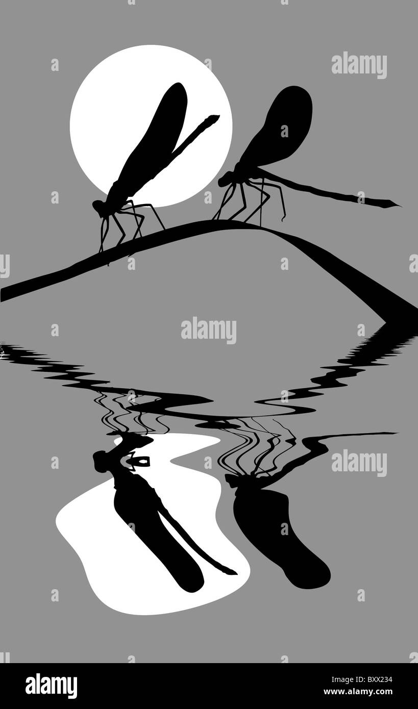 Silhouette zwei Libellen auf Kraut Stockfoto