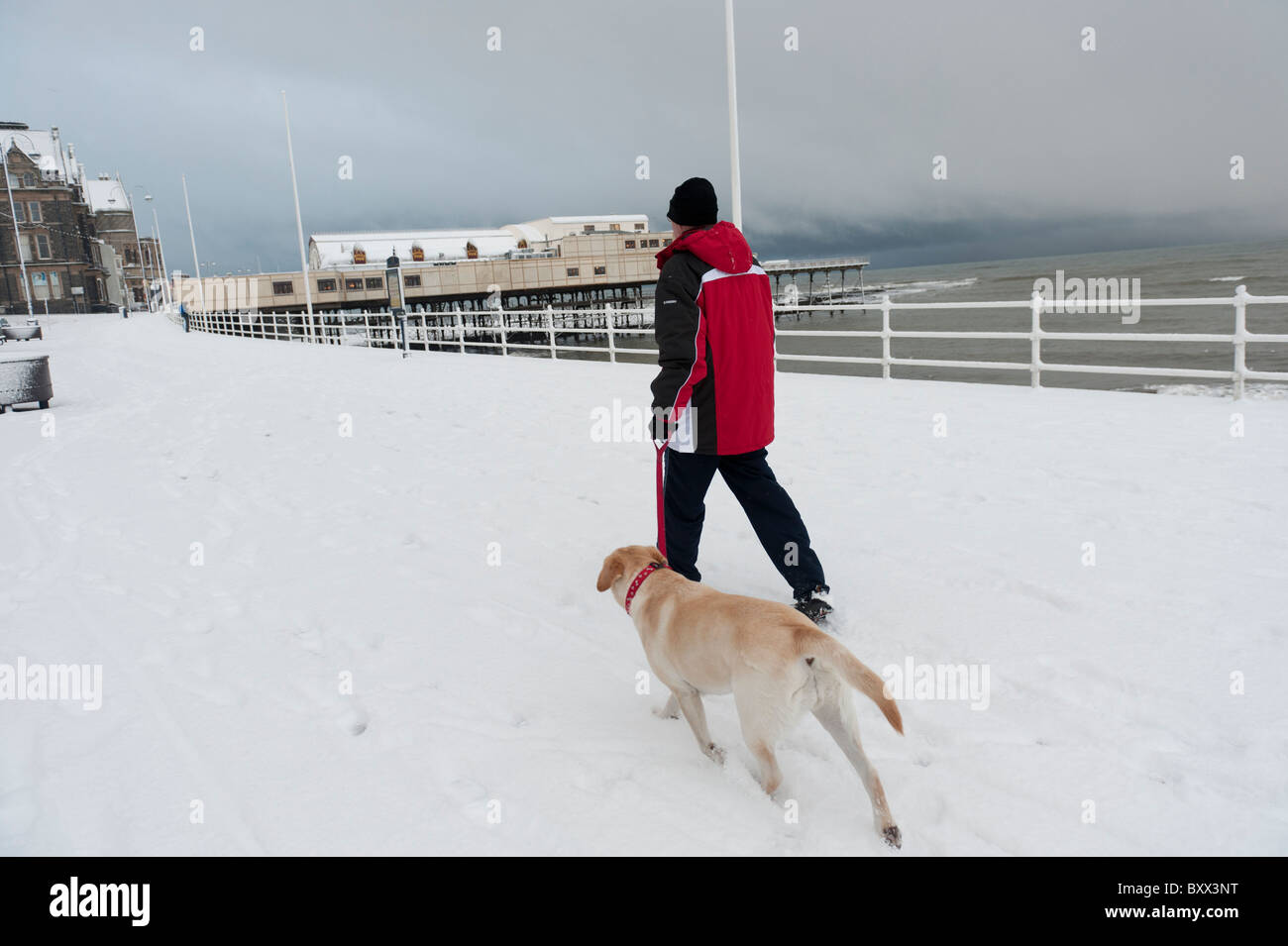 Ein Mann geht seinen Hund an der Promenade, Aberystwyth Wales UK im Schnee, Dezember 2010 Stockfoto