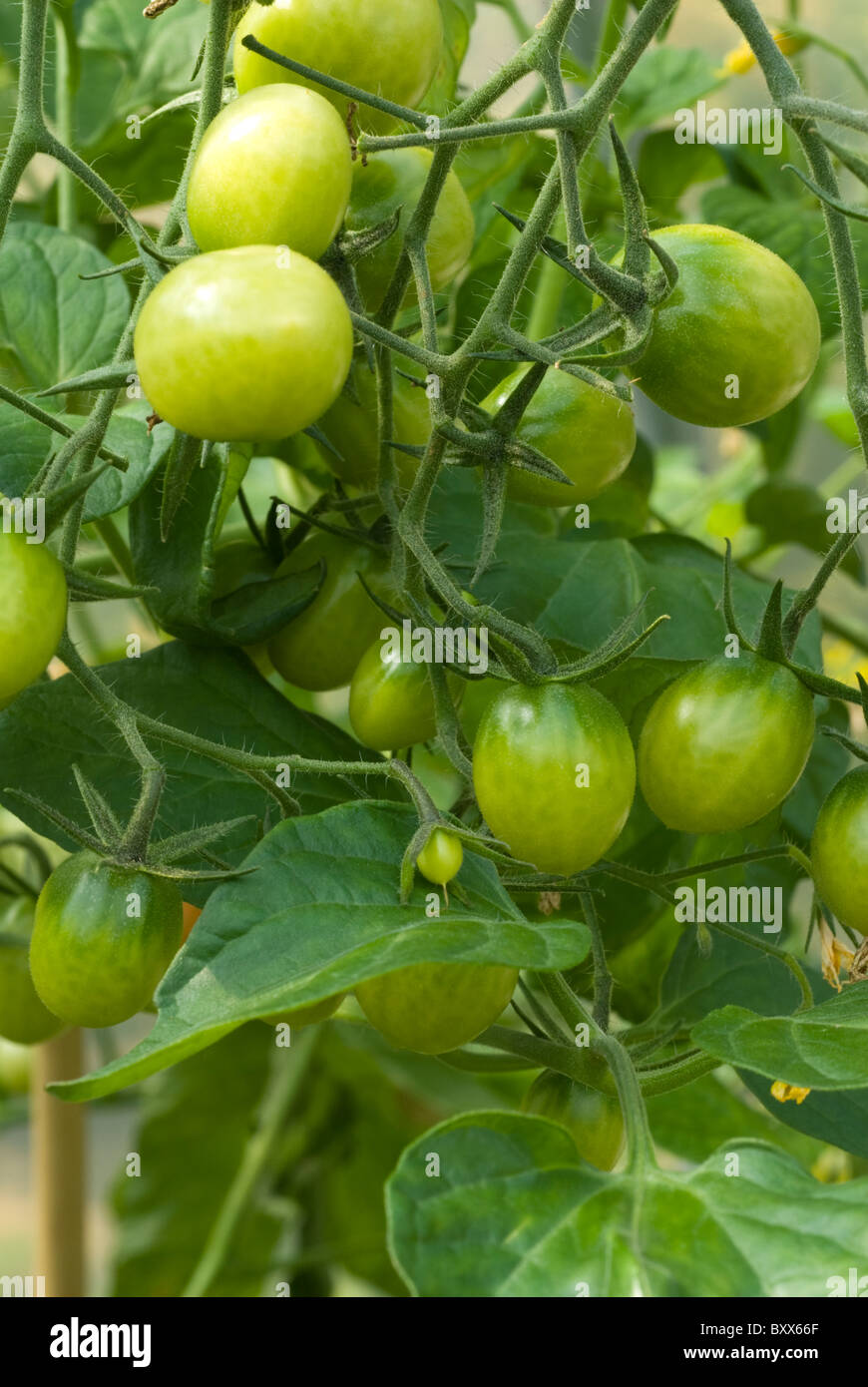 Tomate (Solanum Lycopersicum) Pflanzen 'Sweet Olive F1 Hybride' wächst in einem Folientunnel in South Yorkshire, England. Stockfoto