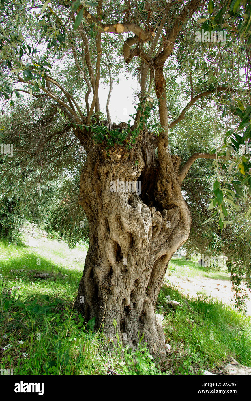 Jahrhunderte alte Olivenbäume auf der Insel Thassos Griechenland Stockfoto
