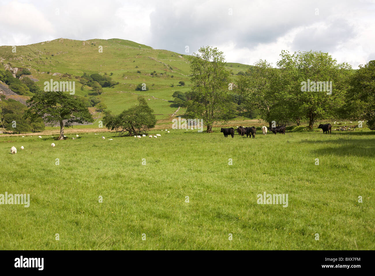 Schaf & Kühe im Feld Stockfoto