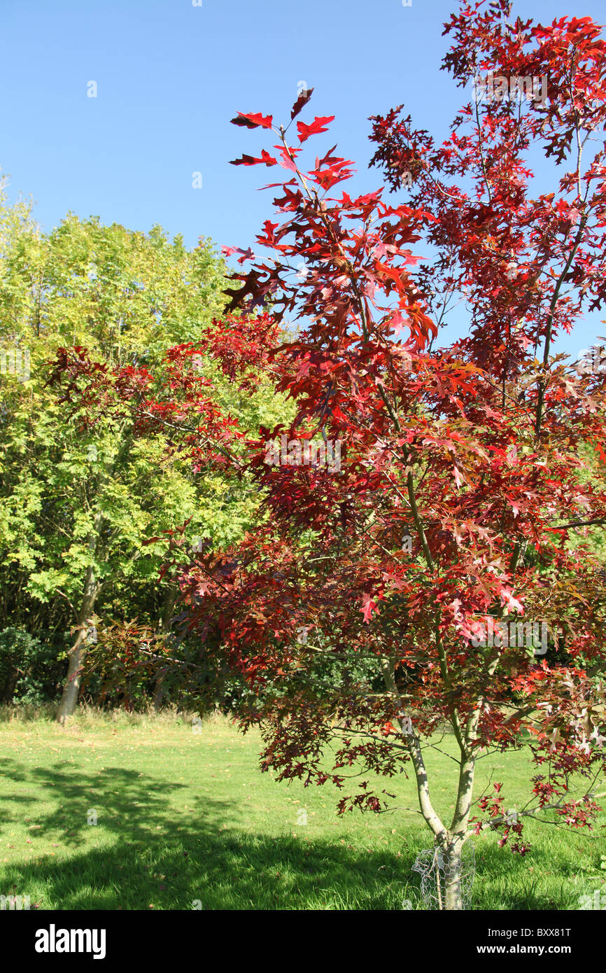 Die Quinta Arboretum, England. Herbstliche Ansicht eines amerikanischen