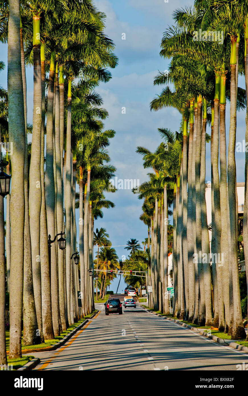 Royal Palms entlang beiden Seiten des "Royal Palm Weg", einer Straße in Palm Beach, Florida, USA Stockfoto