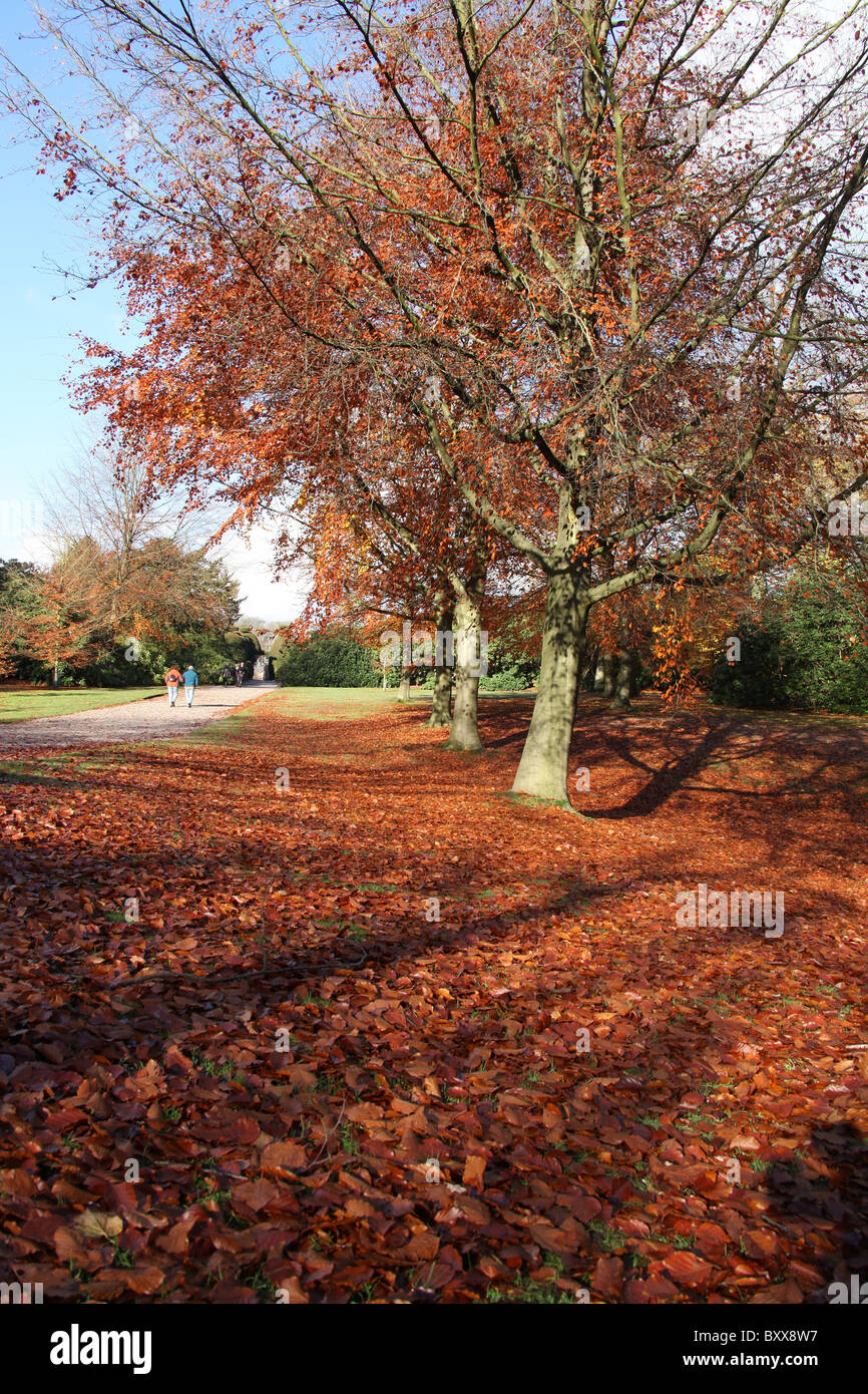 Nachlass von Tatton Park, England. Herbstliche Ansicht von Tatton Park breiter Fußweg. Stockfoto