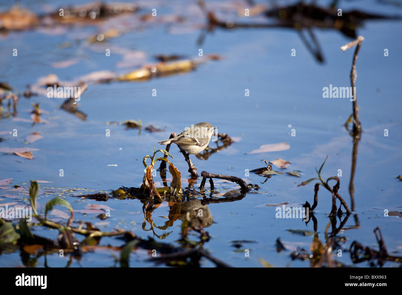 Rubin-gekrönter Goldhähnchen (Regulus Calendula) sitzt auf einem Ast, schwimmend auf einem Teich im Osten von Texas, USA. Stockfoto