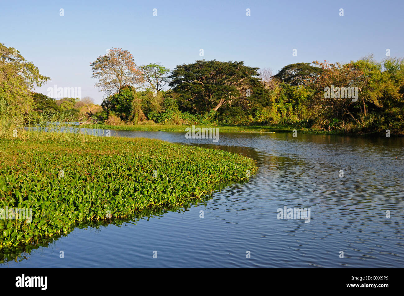 Schwimmende Wasserhyazinthe Eichhornia Crassipes in Nicaragua-See, in der Bucht von Granada, Nicaragua, Mittelamerika Stockfoto