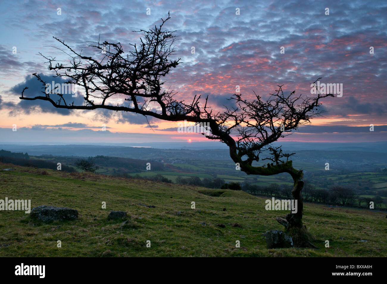 Weißdorn-Baum auf Dartmoor, geprägt von den Elementen mit Einbruch der Dämmerung Himmel im Hintergrund, Dartmoor, Devon UK Stockfoto