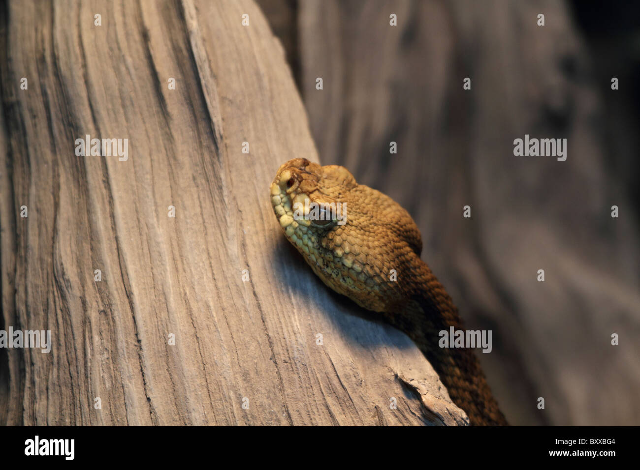 Eine amerikanische Klapperschlange Kopf, Crotalus Horridus, ruht auf einem Bein. Trailside Museen und Zoo, Bear Mountain State Park Stockfoto
