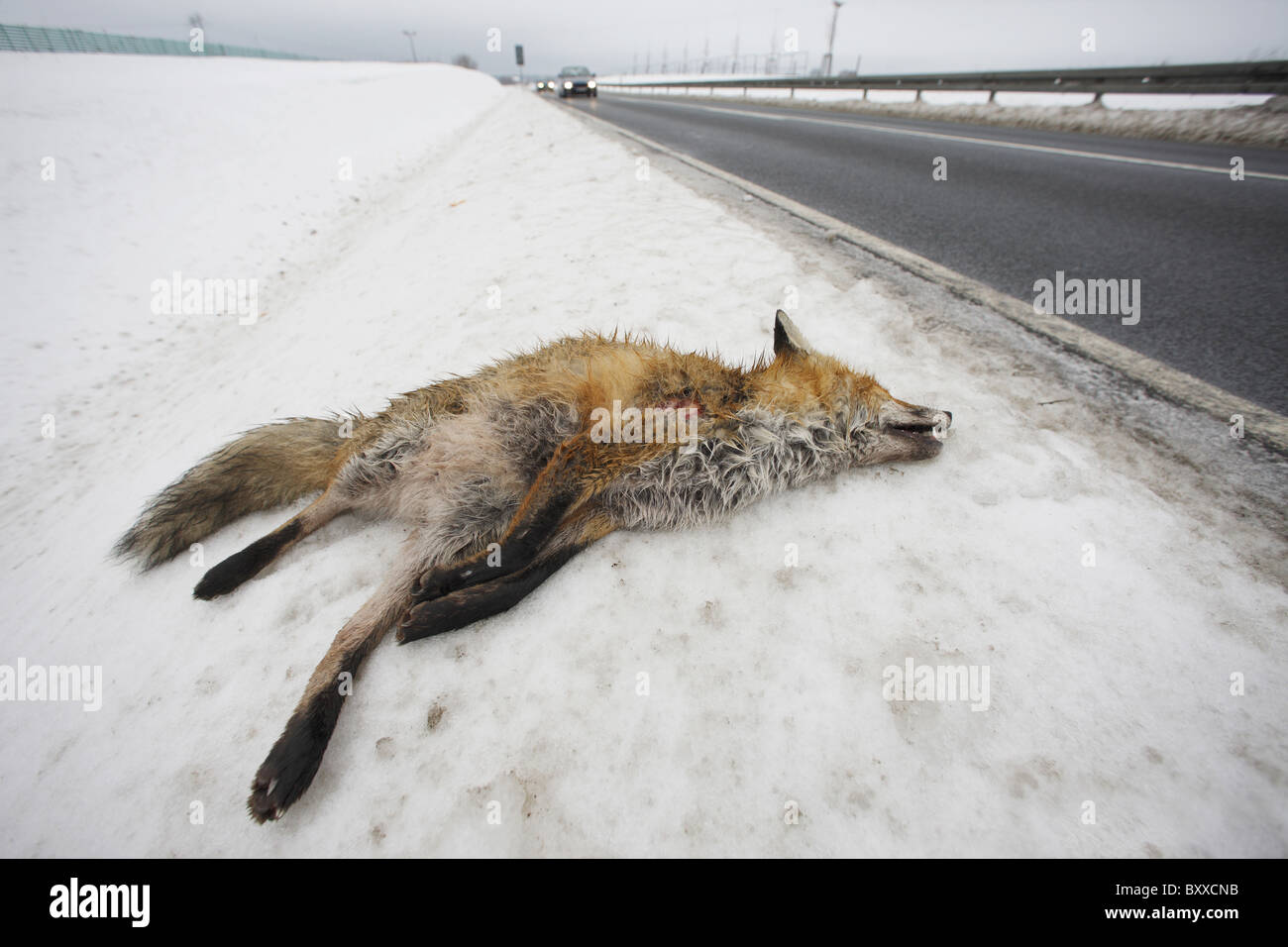 DEU - 20110101, Fuchs auf einer Straße im Winter Zeit © Gerhard Leber Stockfoto