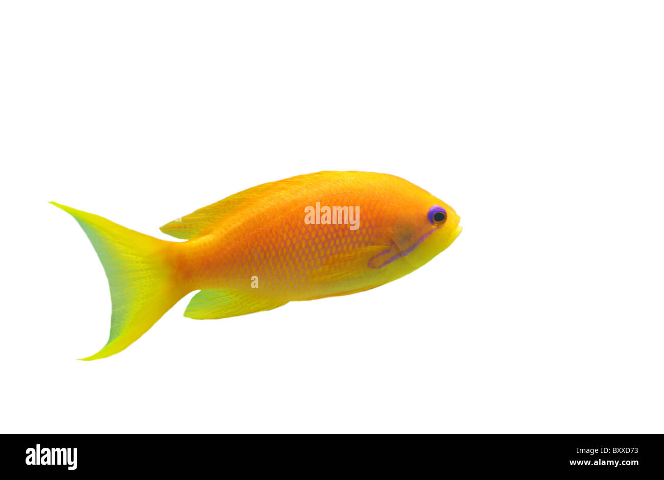 Orange Anthias Fisch auf weißem Hintergrund Stockfoto
