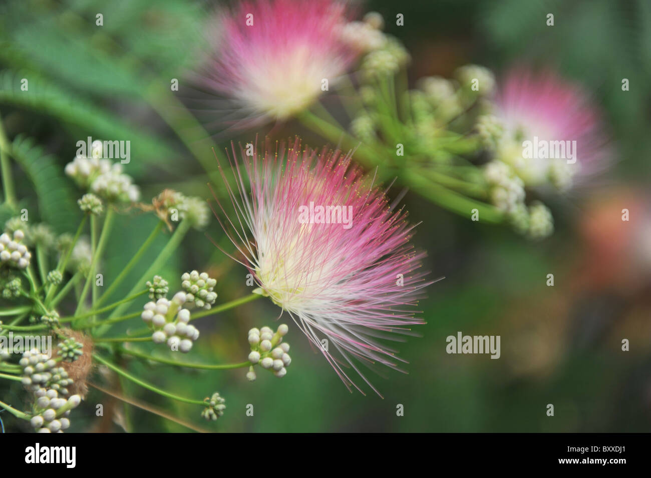 Persischer Silk Baum (Albizia Julibrissin) Laub und Blüten Stockfoto