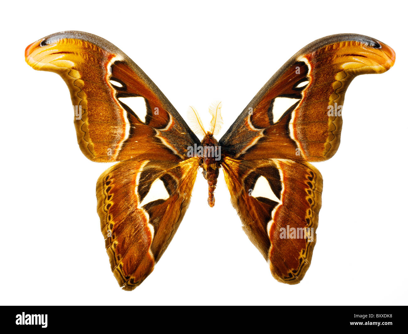 Atlas-Motte. (Attacus oder riesigen Nachtfalter). Die weltweit größte Motte. Stockfoto