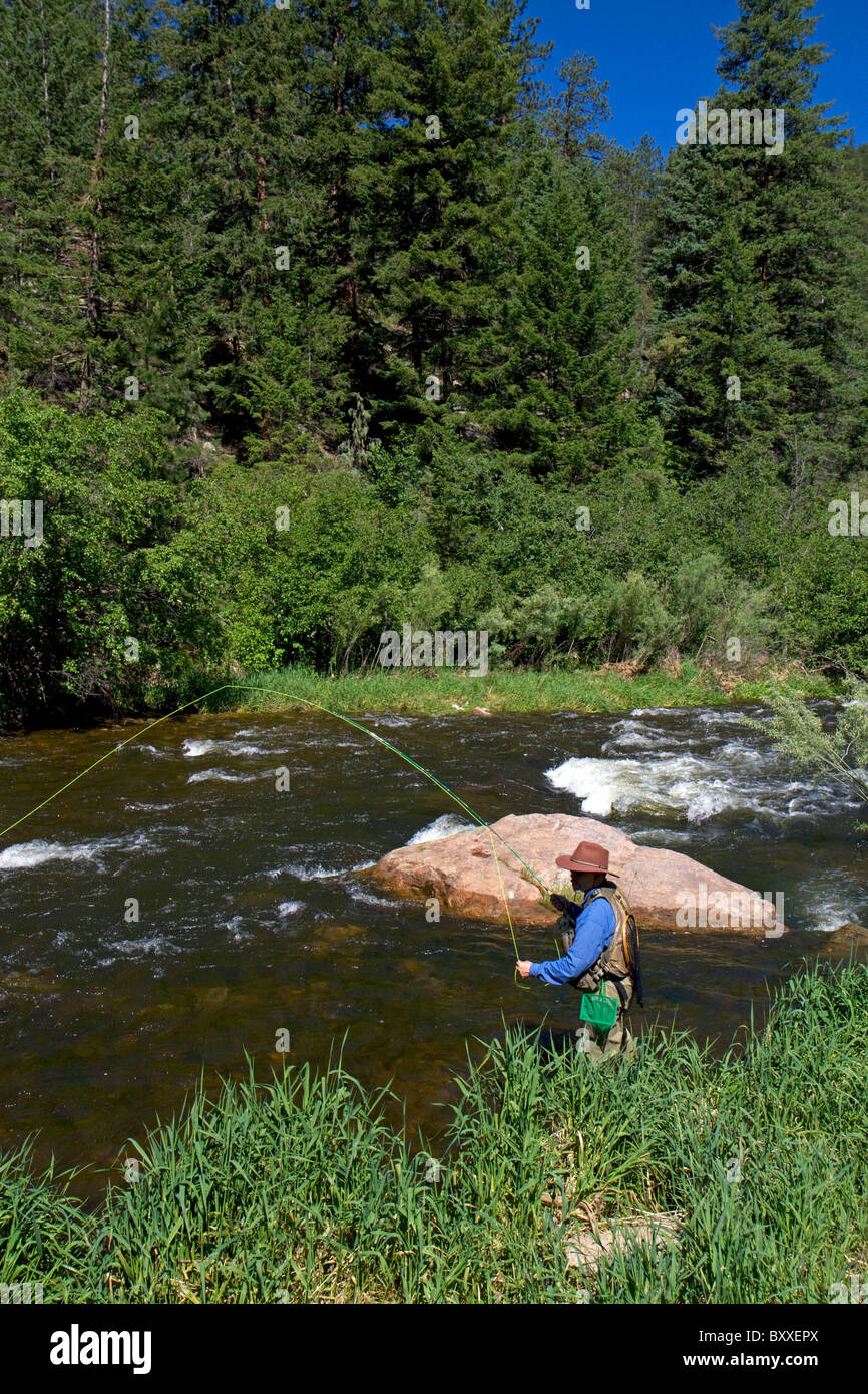 Fliegenfischen der Big Thompson River in der Nähe von Loveland, Colorado, USA. Stockfoto