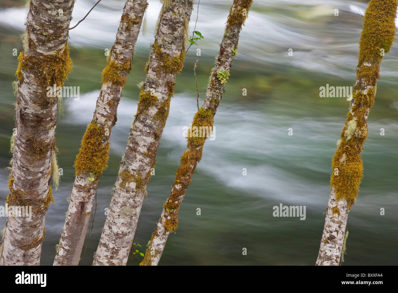 USA; Oregon; Clackamas Fluss und Erle Bäume Fotografie Stockfoto