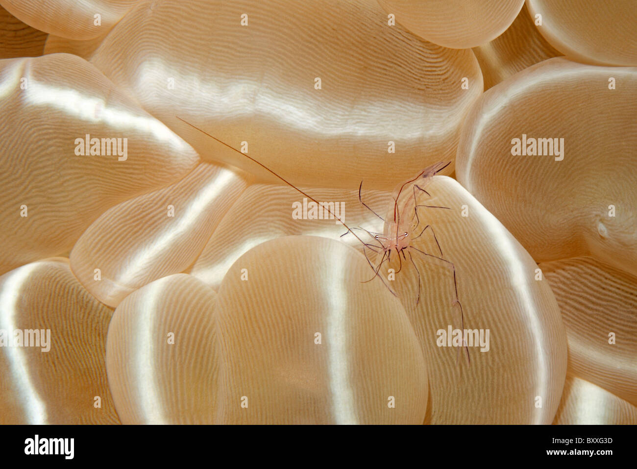 Blase Korallen Garnelen, Vir Philippinensis, bergende Blase Korallen, Plerogyra Sinuosa. Stockfoto