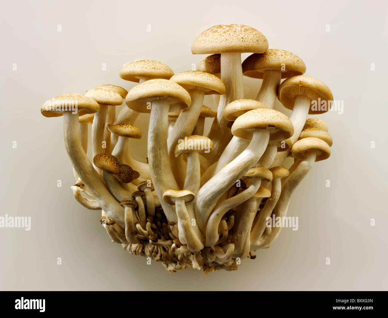 Rohe frische Bio Hon Shimeji Pilze Stockfoto