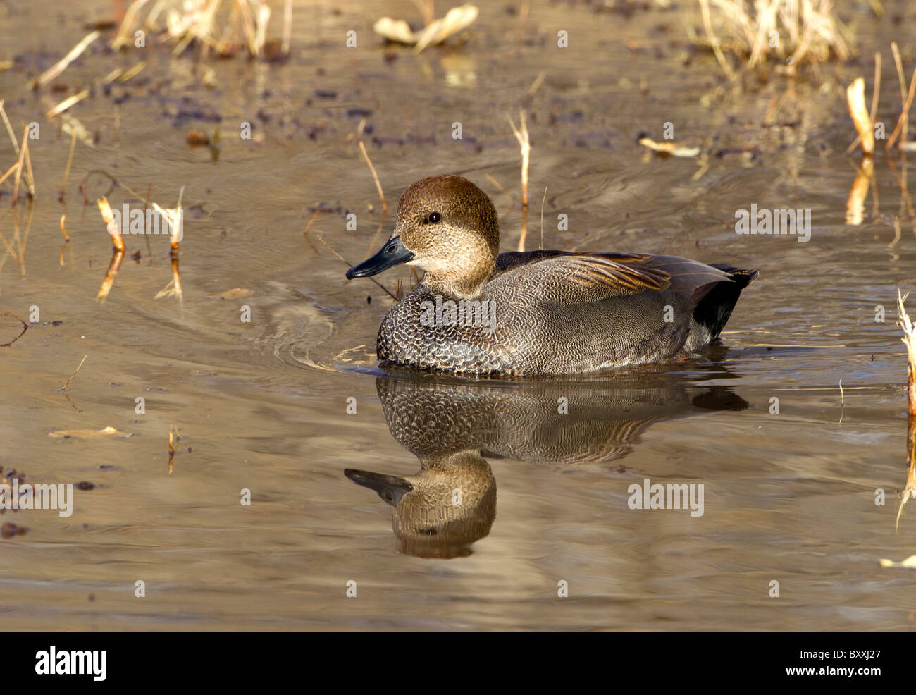 Pintail weiblich, Bosque del Apache, New Mexico Stockfoto