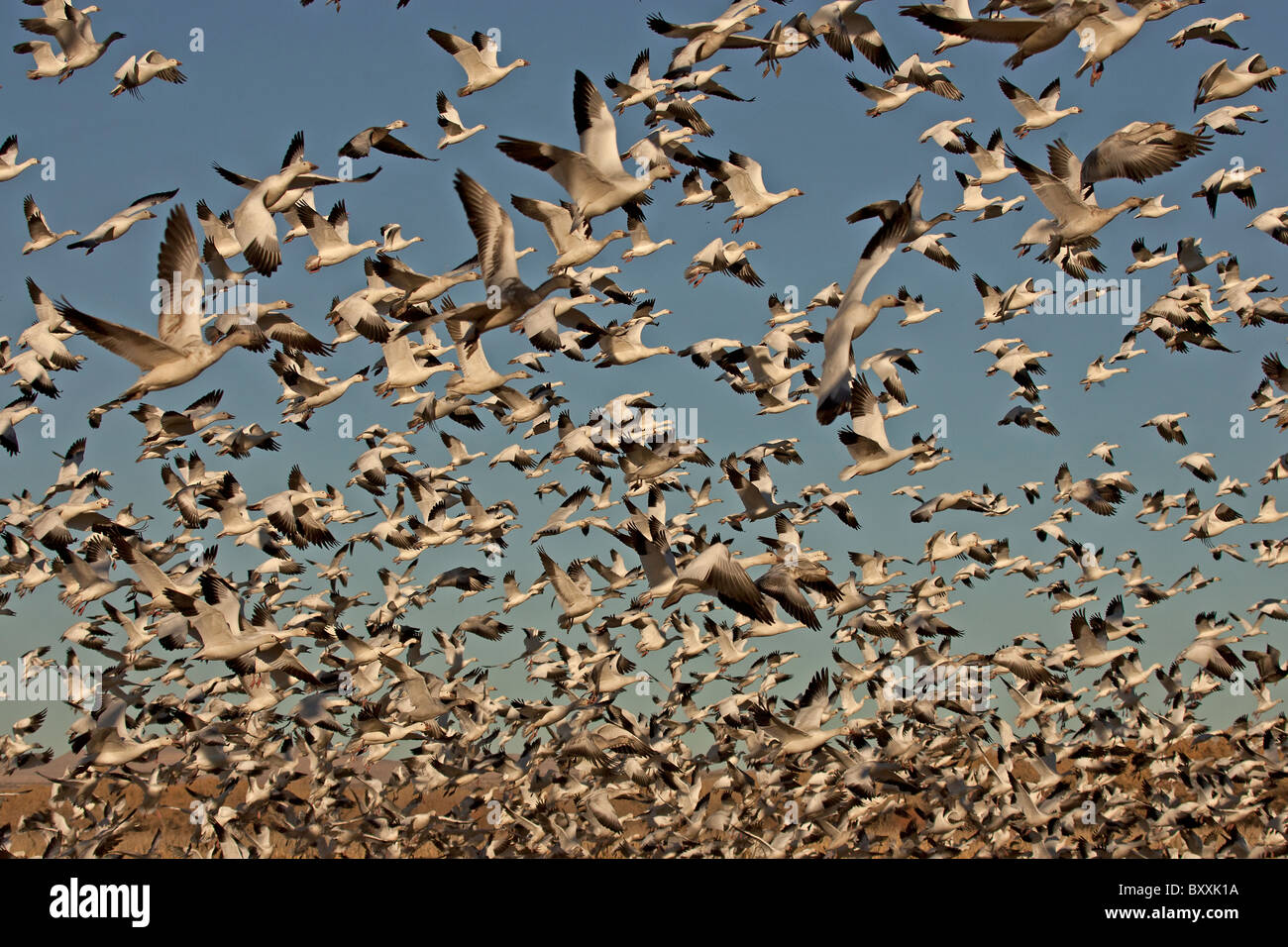 Schneegänse im Flug, Bosque del Apache, New Mexico Stockfoto