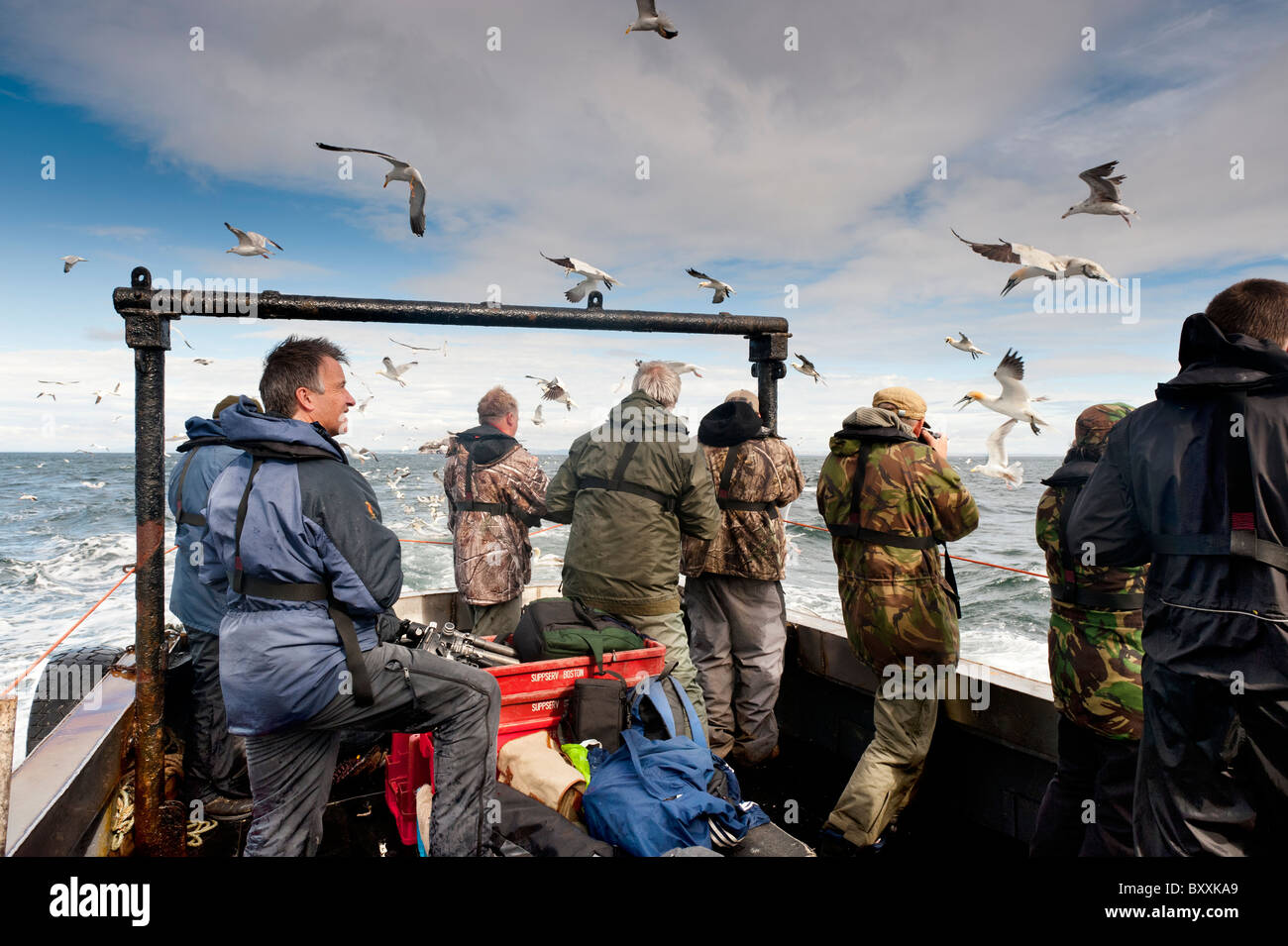 Wildlife-Fotografen Aufnahmen von Basstölpel auf einer Bootstour Bass Rock. Stockfoto