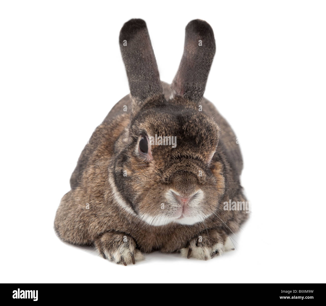 Kaninchen Hase isoliert auf weiss Stockfoto
