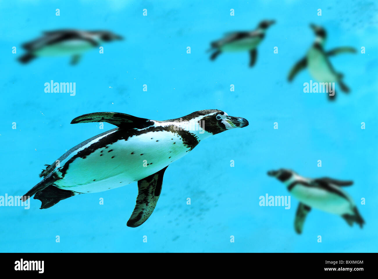 humboldtpinguin-unter-wasser-fotos-und-bildmaterial-in-hoher
