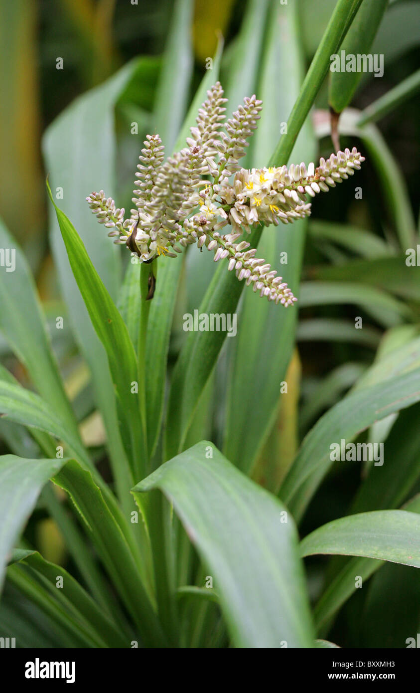 Palm-Lilie, Cordyline Cannifolia, Asparagaceae, Australien. Nur in Queensland und Northern Territory gefunden. Stockfoto