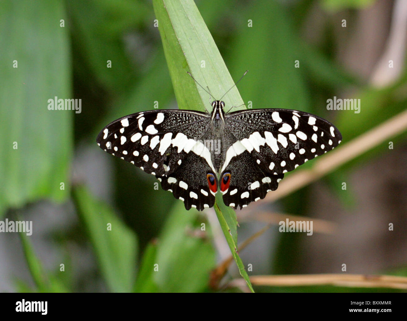 Zitrus Schwalbenschwanz Schmetterling, Papilio Demoleus, Papilionidae, Süd-Ost-Asien-Australien Stockfoto