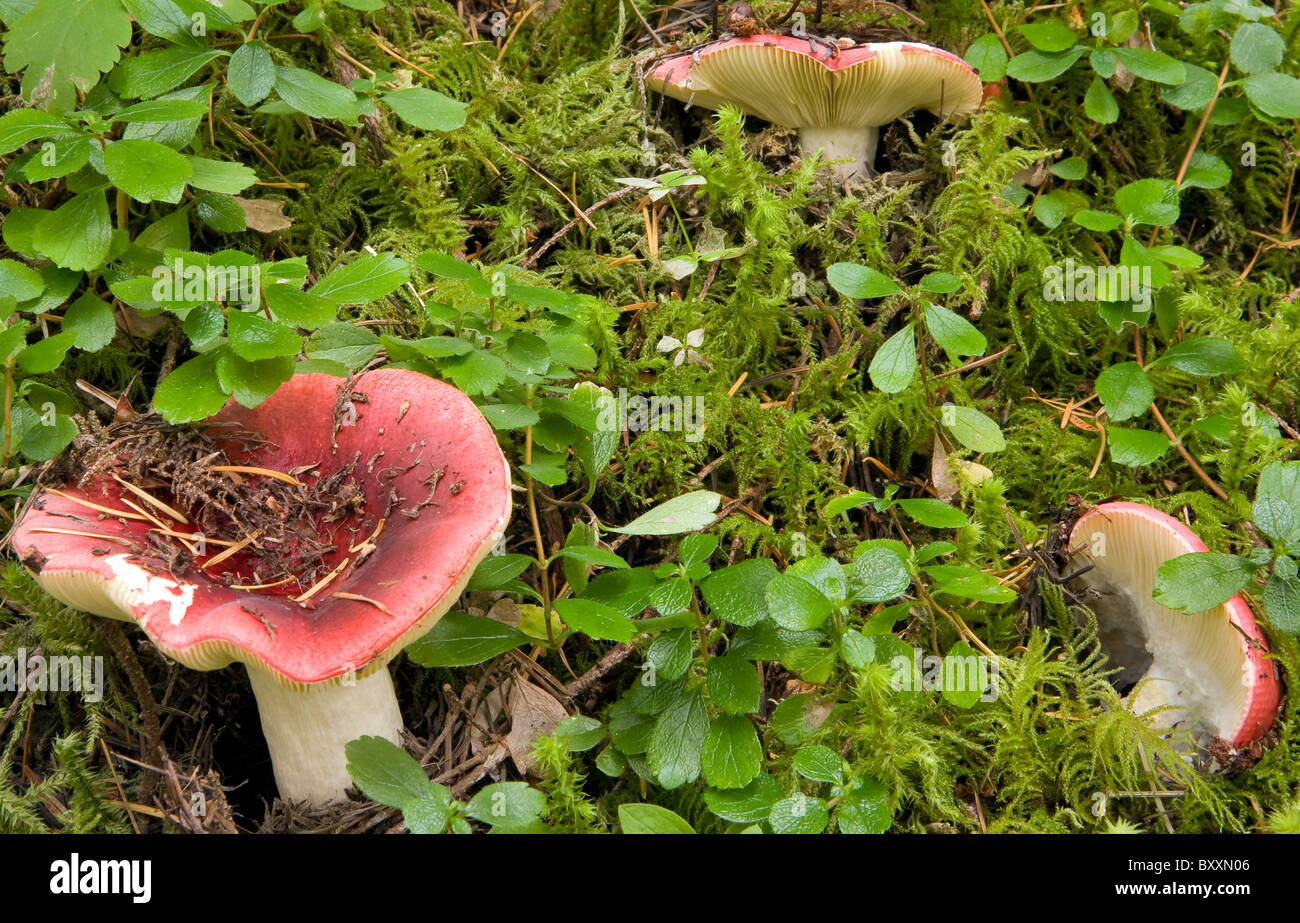 Garnelen Sie-Pilz (ubling Xerampelina) ein Speisepilz wachsen wild im Wald Oregon. USA Stockfoto