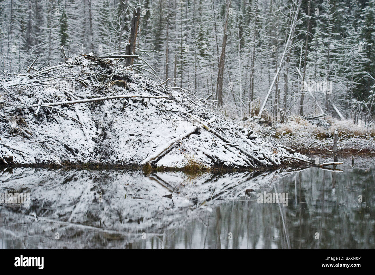 Ein Landschaftsbild von einem Biber Haus mit frischem Schnee bedeckt Stockfoto