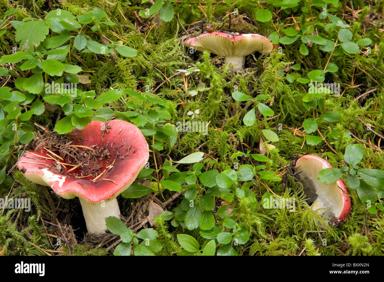 Garnelen Sie-Pilz (ubling Xerampelina) ein Speisepilz wachsen wild im Wald Oregon. USA Stockfoto